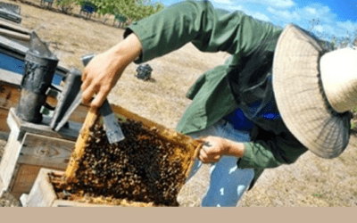 Apicultores enfrentan etapa crítica.