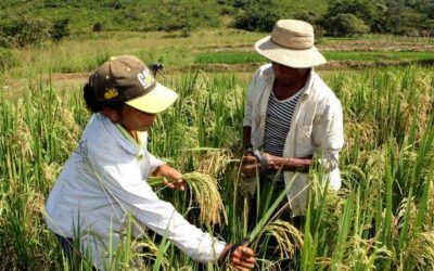 Sembrar arroz, una prioridad para garantizar el renglón al pueblo