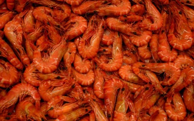 Un peligroso virus que antes solo afectaba a animales acuáticos ahora puede transmitirse a humanos