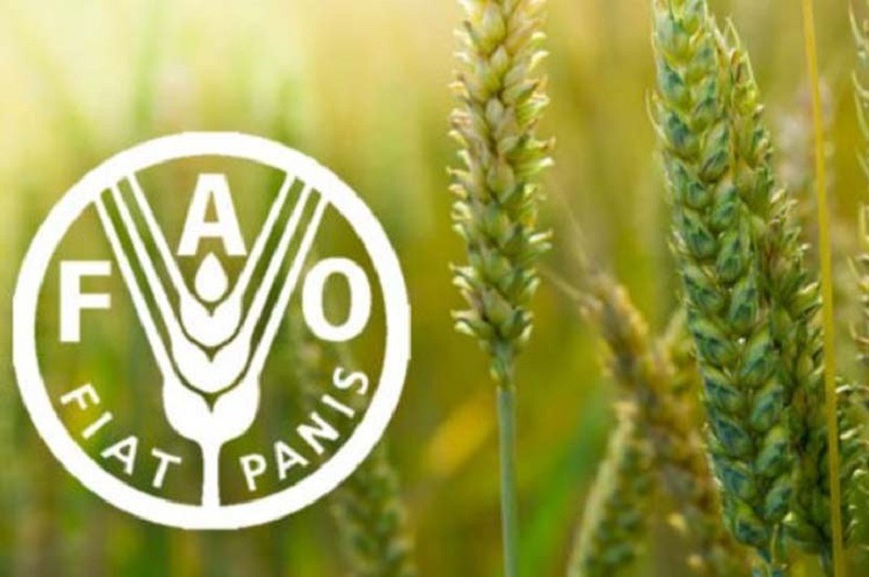FAO alerta de catástrofe alimentaria por crisis en estrecho de Ormuz