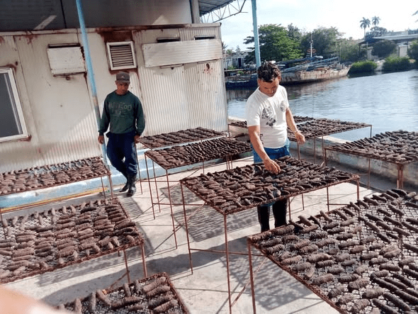 Jóvenes de la empresa Pesca Isla en faena por la economía