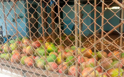 Acondicionan industria conservera para campaña del mango