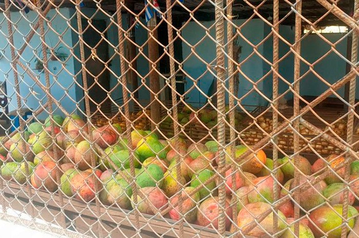 Acondicionan industria conservera para campaña del mango
