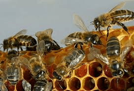 Por debajo producción de miel de abeja en la Isla de la Juventud