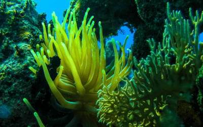 Destaca CITMA valor de arrecifes coralinos cubanos