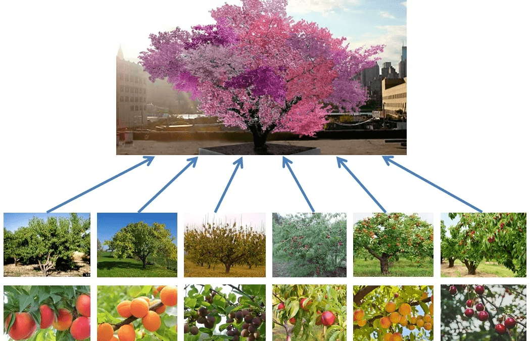El árbol que da 40 frutas diferentes