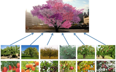 El árbol que da 40 frutas diferentes