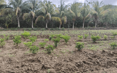 La tierra se trabaja con empeño y amor