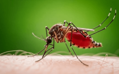 Entre lluvias y calor: mayo y la lucha contra el Aedes Aegypti