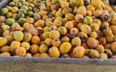 Comenzó cosecha del mango