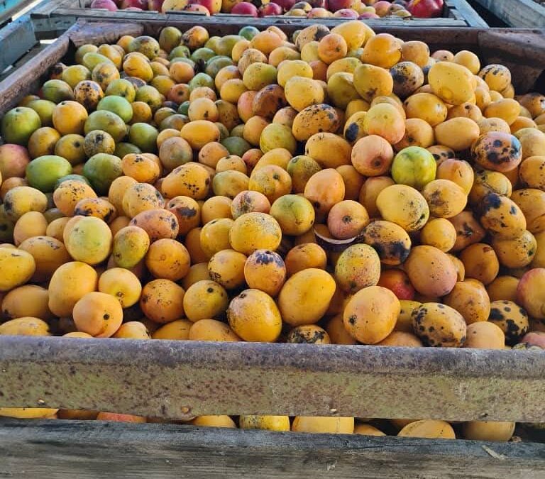 Comenzó cosecha del mango