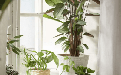 5 plantas de interior que absorben el calor y convierten tu casa en un refugio más fresco este verano