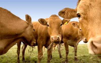 Una plaga olvidada reaparece en EE.UU. y amenaza la producción de carne