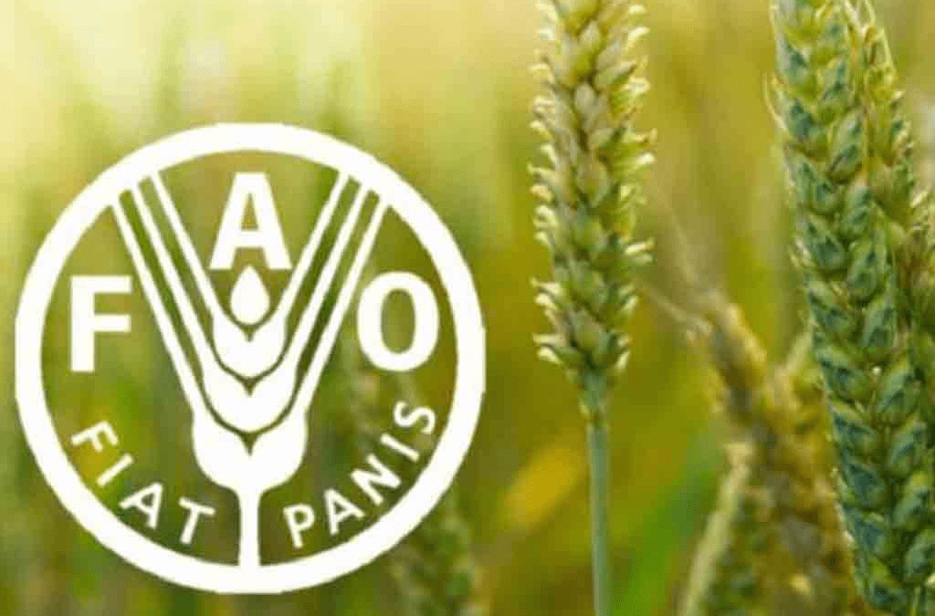 FAO prevé disminución de la producción y comercio de cereales en 2027