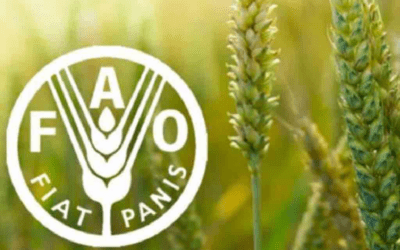 FAO prevé disminución de la producción y comercio de cereales en 2027