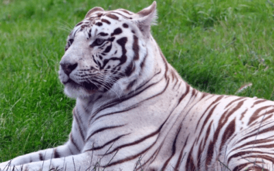 Descubre las mejores curiosidades de animales