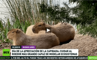 Día Internacional de Apreciación del Capibara: cuidar al roedor más grande capaz de modelar ecosistemas