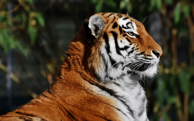 25 Curiosidades sobre los tigres que tal vez no sabías