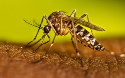 Santa Fe: reunión de sostenibilidad ante incremento de casos de dengue