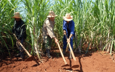Día del trabajador azucarero